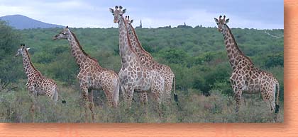 A superb tourist destination at Mkuze in the Maputaland region of Kwazulu-Natal. Ghost Mountain Inn, the country hotel which is a great African destination. Excellent accommodation is available at this ecotourism destination. Maputaland offers superb scenery, varied wildlife (terrestrial and marine) and an authentic cultural experience. Game drives are  conducted Through Mkuzi Game Reserve. A day excursion can be arranged to Pongolapoort Bioreserve, which offers elephant tracking and tiger fishing on the Pongola Dam. The Inn offers a traditional table d'hôte menu, as well as an à la carte menu - home-cooked meals, with buffalo, bushpig, impala or eland. Mkuzi's terrain consists of ancient coastal plains with savannah grasslands, fossil pans, wetlands, rare riverine fig forests and sand dunes. Ghost Mountain Inn is a member of the Maputaland Tourism Alliance.